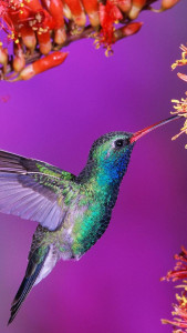 اسکرین شات 2 برنامه Birds Live Wallpaper