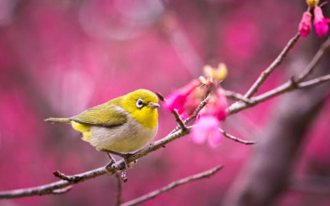 اسکرین شات برنامه Birds Live Wallpaper 🐦 Beautiful Pictures 7