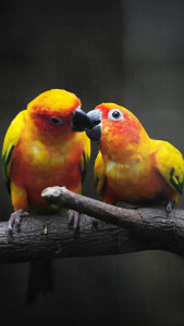 اسکرین شات 1 برنامه Birds Live Wallpaper