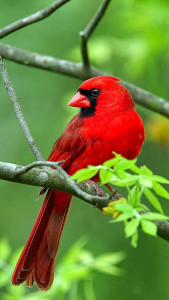 اسکرین شات 5 برنامه Birds Live Wallpaper
