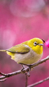 اسکرین شات برنامه Birds Live Wallpaper 🐦 Beautiful Pictures 4