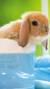 اسکرین شات 1 برنامه Cute Pictures Live Wallpaper