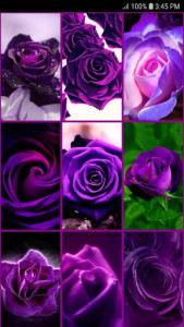 اسکرین شات برنامه Purple Rose Live Wallpaper 3
