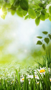 اسکرین شات برنامه Green Spring Live Wallpaper 1