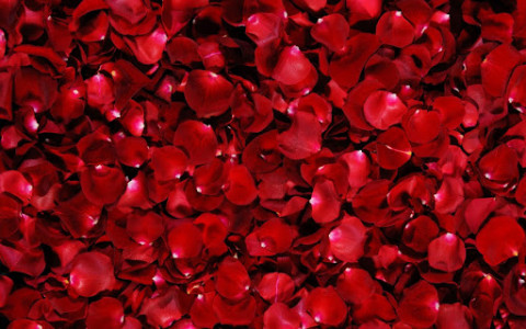 اسکرین شات برنامه Red Rose Live Wallpaper 8