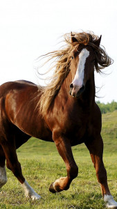 اسکرین شات 4 برنامه Horse Pictures Live Wallpaper
