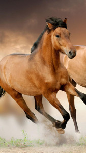 اسکرین شات 2 برنامه Horse Pictures Live Wallpaper