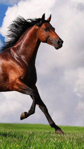 اسکرین شات 3 برنامه Horse Pictures Live Wallpaper