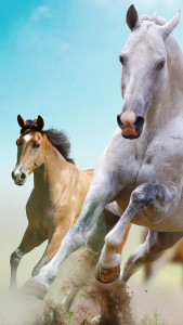 اسکرین شات 1 برنامه Horse Pictures Live Wallpaper