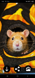 اسکرین شات برنامه Hamster Wallpapers 5