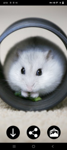 اسکرین شات برنامه Hamster Wallpapers 1