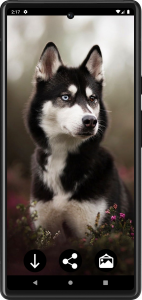 اسکرین شات برنامه Husky Dog Wallpapers 3