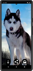 اسکرین شات برنامه Husky Dog Wallpapers 1