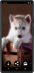 اسکرین شات برنامه Husky Puppies Wallpapers 4