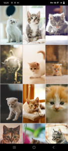 اسکرین شات برنامه Kitten Wallpapers 5