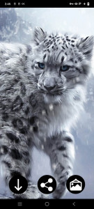 اسکرین شات برنامه Snow Leopard Wallpapers 5