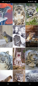 اسکرین شات برنامه Snow Leopard Wallpapers 4