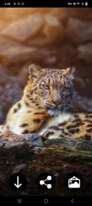 اسکرین شات برنامه Snow Leopard Wallpapers 3