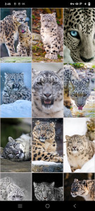 اسکرین شات برنامه Snow Leopard Wallpapers 6
