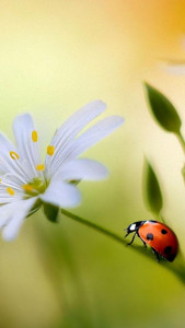 اسکرین شات 3 برنامه Ladybug Live Wallpaper