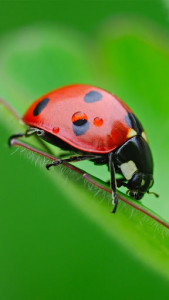 اسکرین شات برنامه Ladybug Live Wallpaper 1
