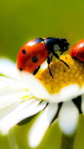 اسکرین شات برنامه Ladybug Live Wallpaper 5