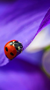 اسکرین شات 2 برنامه Ladybug Live Wallpaper