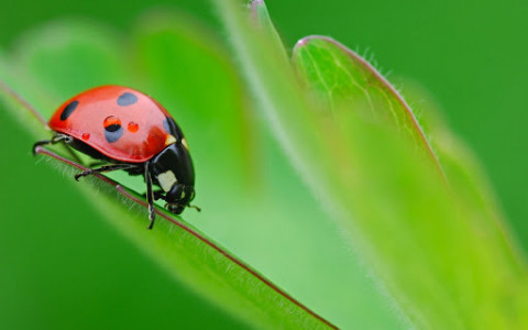 اسکرین شات برنامه Ladybug Live Wallpaper 7