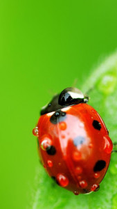 اسکرین شات برنامه Ladybug Live Wallpaper 4
