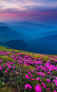 اسکرین شات برنامه Mountain Flower Live Wallpaper 1