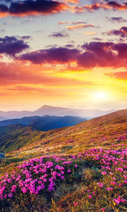 اسکرین شات برنامه Mountain Flower Live Wallpaper 7