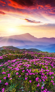 اسکرین شات برنامه Mountain Flower Live Wallpaper 8