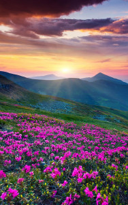 اسکرین شات برنامه Mountain Flower Live Wallpaper 2