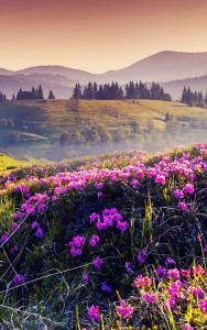 اسکرین شات برنامه Mountain Flower Live Wallpaper 5