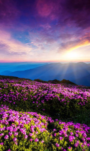 اسکرین شات برنامه Mountain Flower Live Wallpaper 6