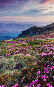 اسکرین شات برنامه Mountain Flower Live Wallpaper 4