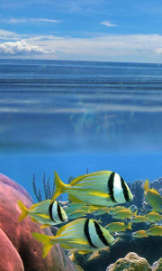 اسکرین شات برنامه Ocean Fish Live Wallpaper 7