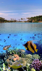 اسکرین شات برنامه Ocean Fish Live Wallpaper 6