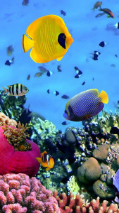 اسکرین شات برنامه Ocean Fish Live Wallpaper 3