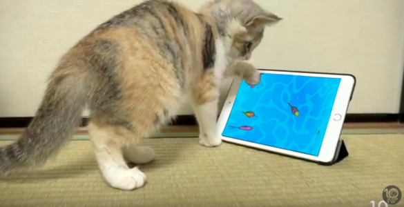 اسکرین شات برنامه Peppy fishes for cats toy game 3