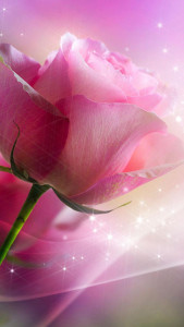 اسکرین شات برنامه Pink Roses Live Wallpaper 1