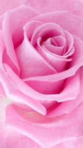اسکرین شات برنامه Pink Roses Live Wallpaper 5