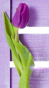اسکرین شات برنامه Purple Tulips Live Wallpaper 1