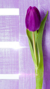اسکرین شات برنامه Purple Tulips Live Wallpaper 3