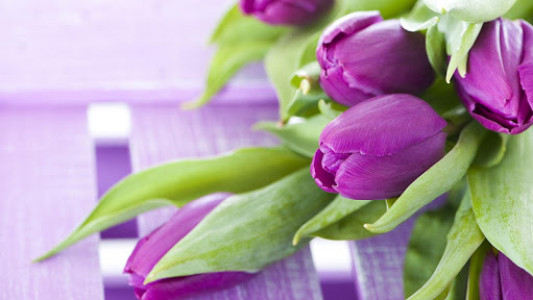 اسکرین شات برنامه Purple Tulips Live Wallpaper 7