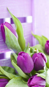 اسکرین شات برنامه Purple Tulips Live Wallpaper 2