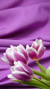 اسکرین شات برنامه Purple Tulips Live Wallpaper 5