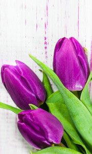 اسکرین شات برنامه Purple Tulips Live Wallpaper 6