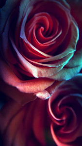 اسکرین شات برنامه Rose Live Wallpaper 2