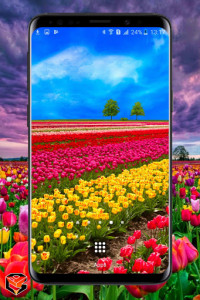 اسکرین شات برنامه Flower Fields Live Wallpaper 6